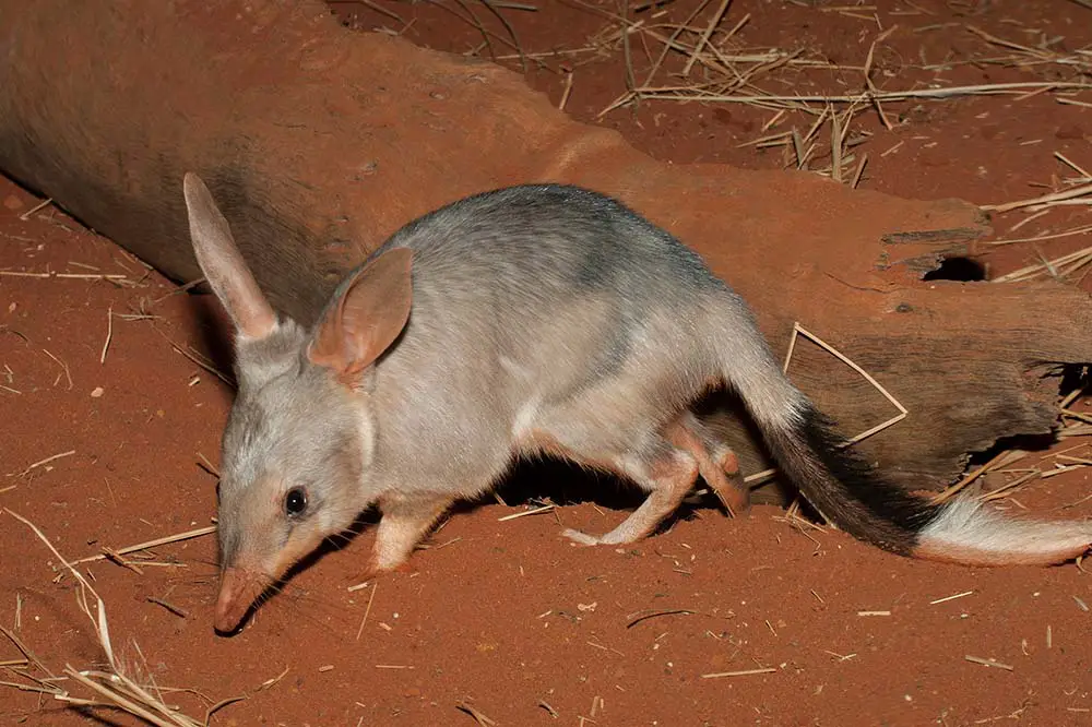 Bilby