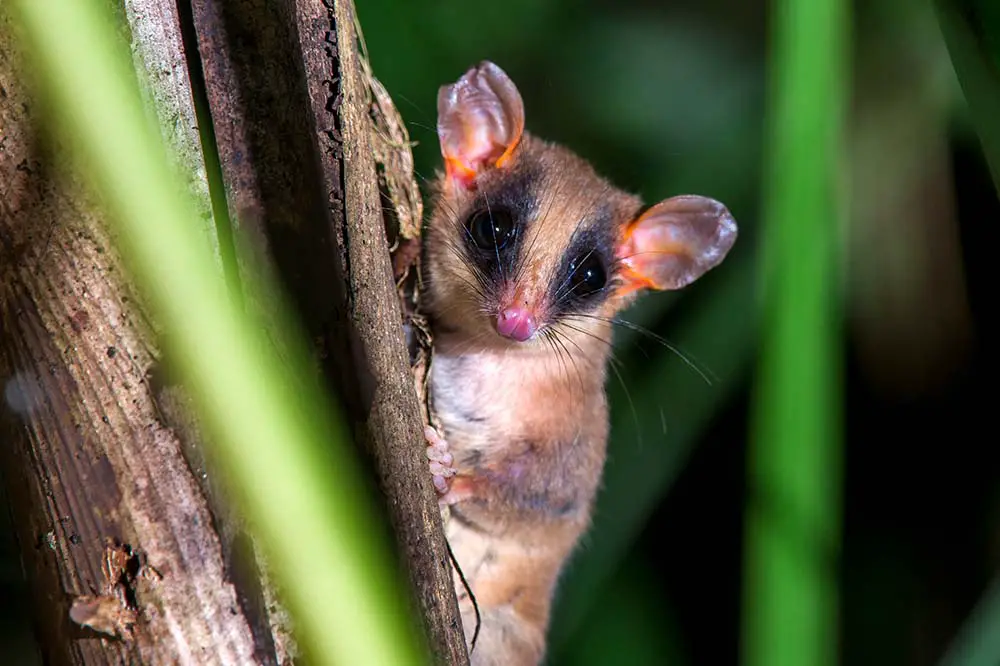 Brazilian gracile opossum