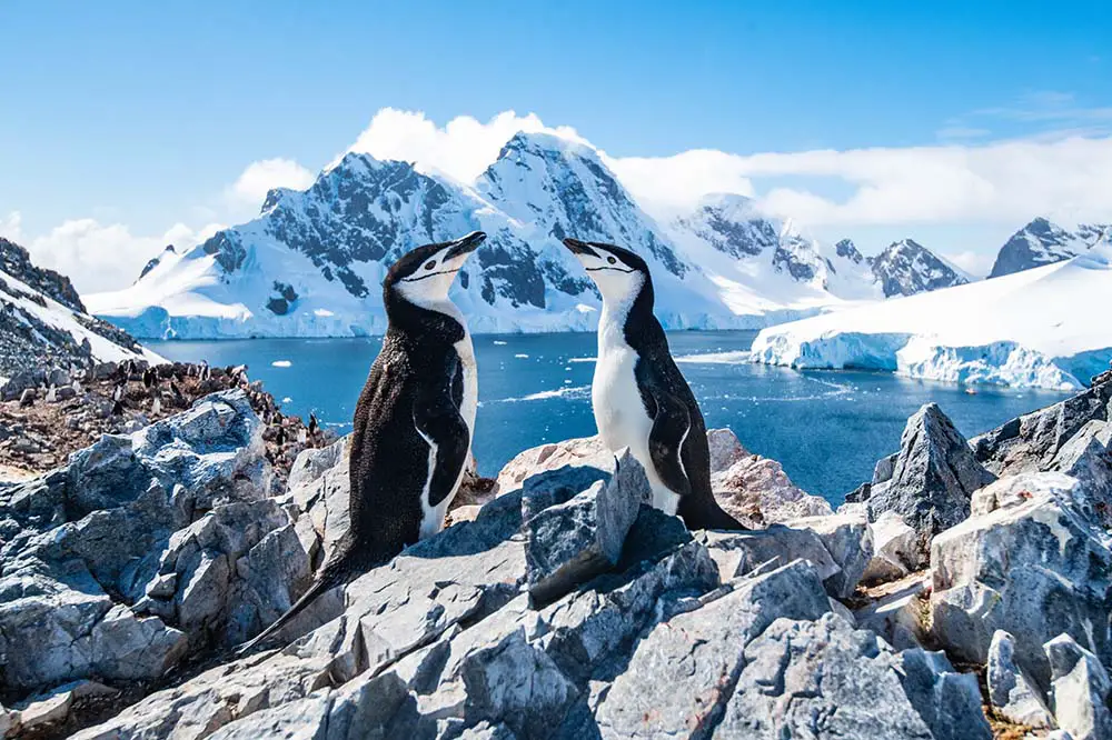 Chinstrap Penguin