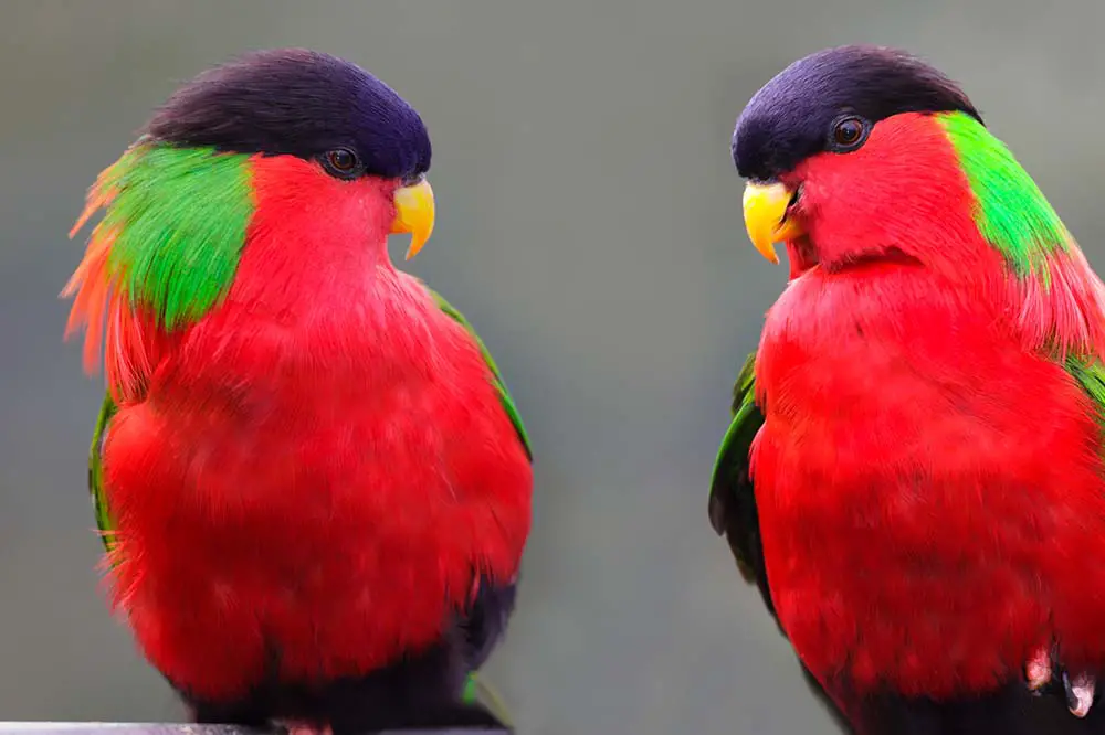 Collared Lory