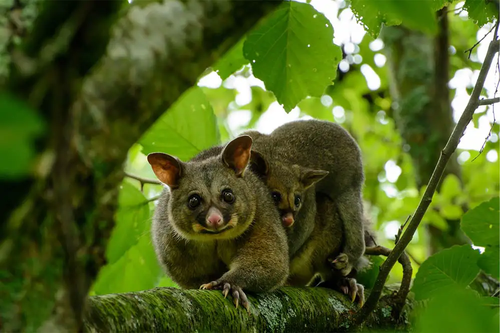 Common Brushtail Possum