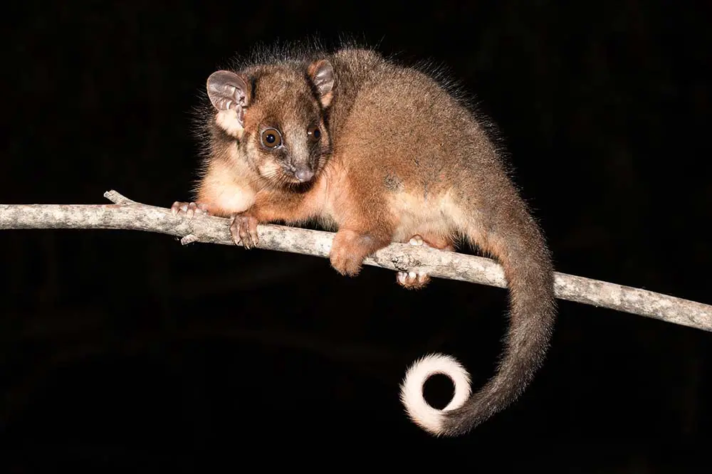 Common ringtail possum