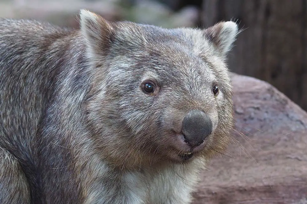 Common wombat