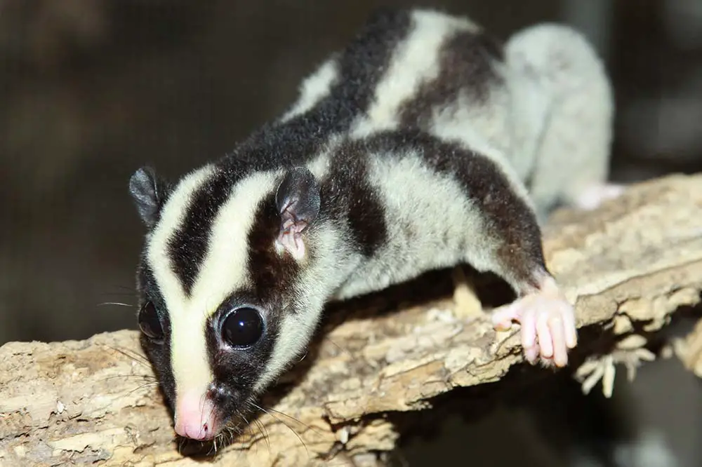 Common striped possum