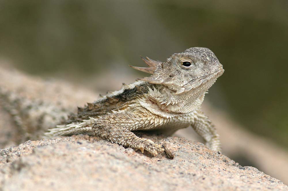 Desert Horned Lizard, Sonoran Desert, Arizona