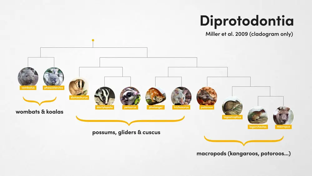 Diprotodontia
