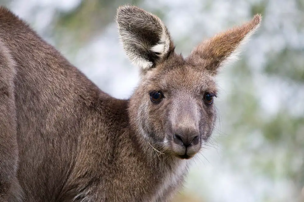 Eastern grey kangaroo