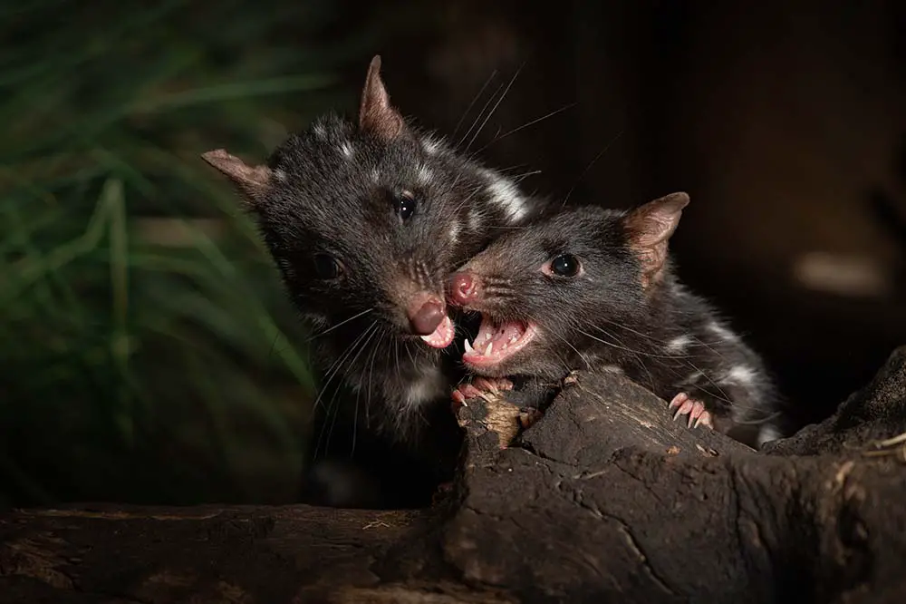 Eastern Quolls in Tasmania, Australia