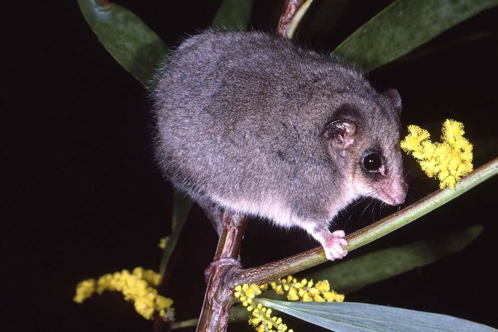 Eastern pygmy possum