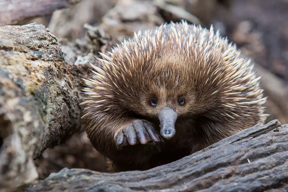 Short-Beaked Echidna