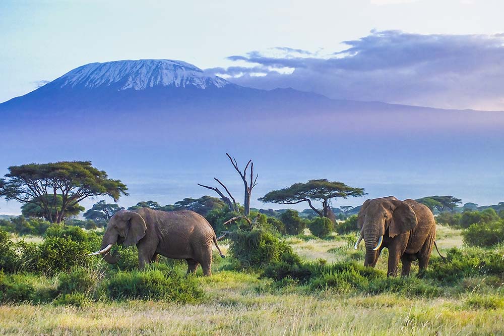Elephants in front of Kilimanjaro