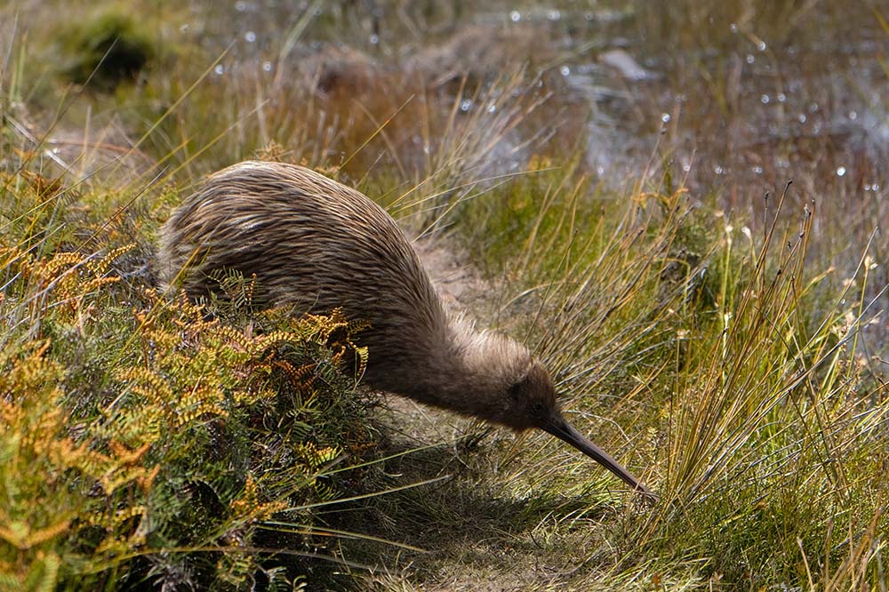Endangered New Zealand kiwi