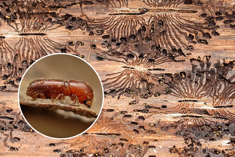 European Spruce Bark Beetle