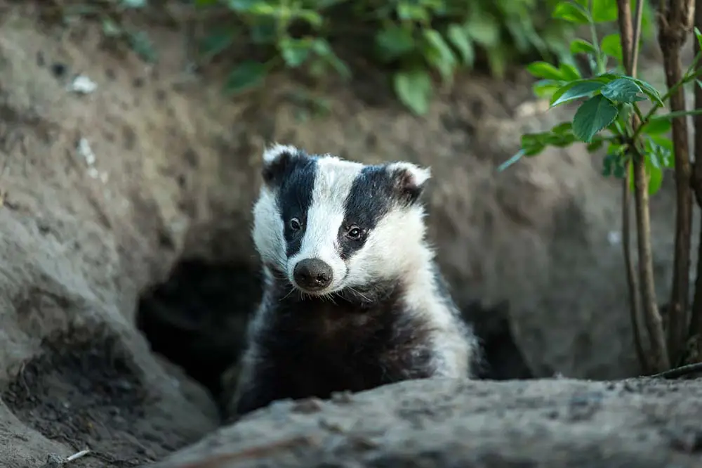 European badger