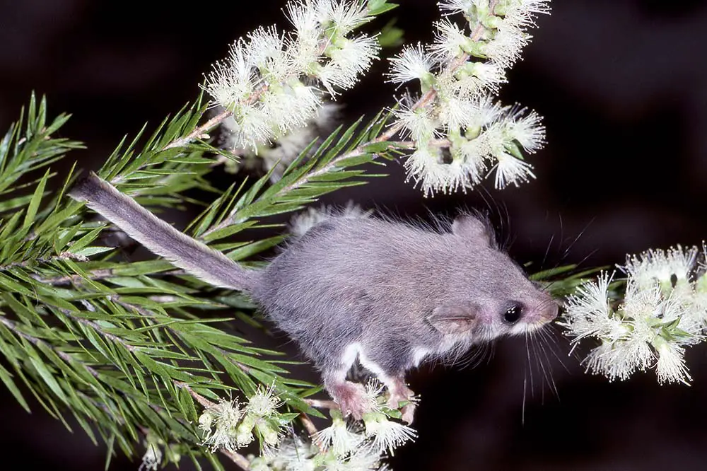 Feather-tailed glider