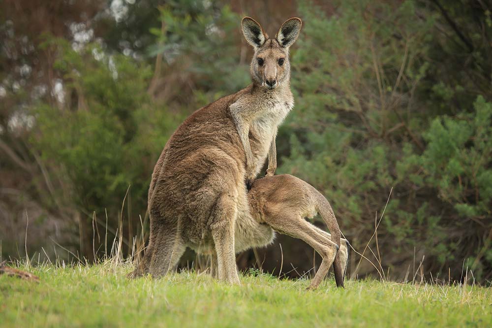 Female eastern grey kangaroo with joey suckling