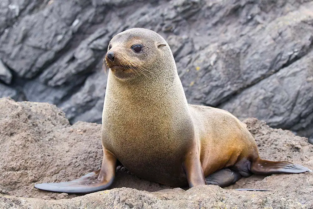 Fur seal in New Zealand