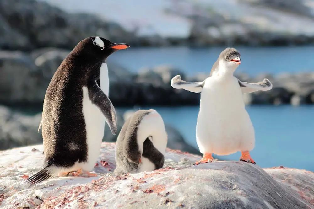 Gentoo Penguin