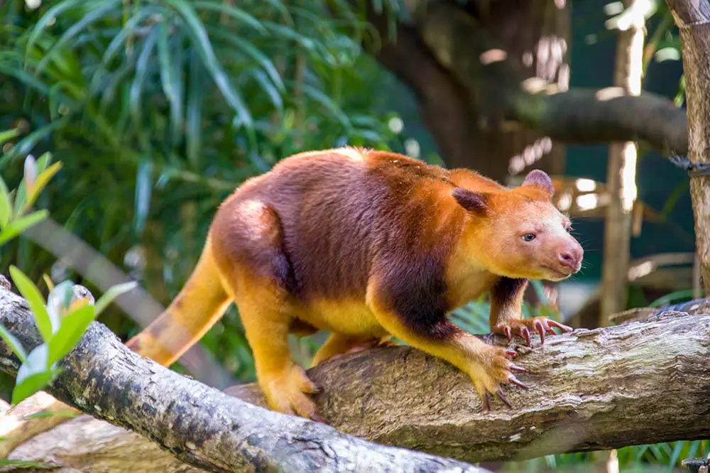 Goodfellow's Tree Kangaroo