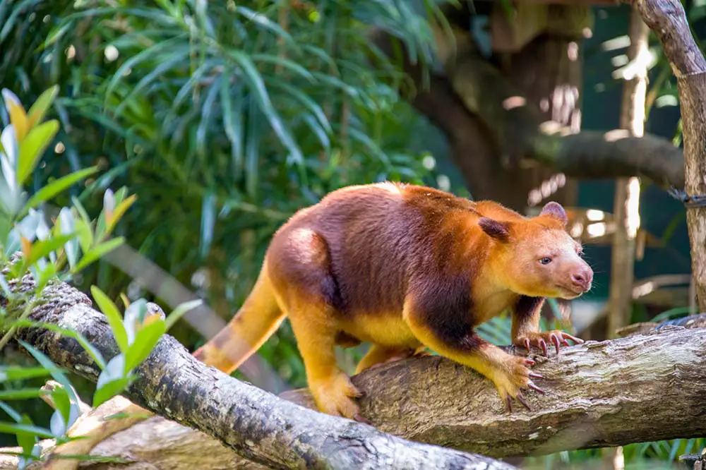 Goodfellow's tree-kangaroo