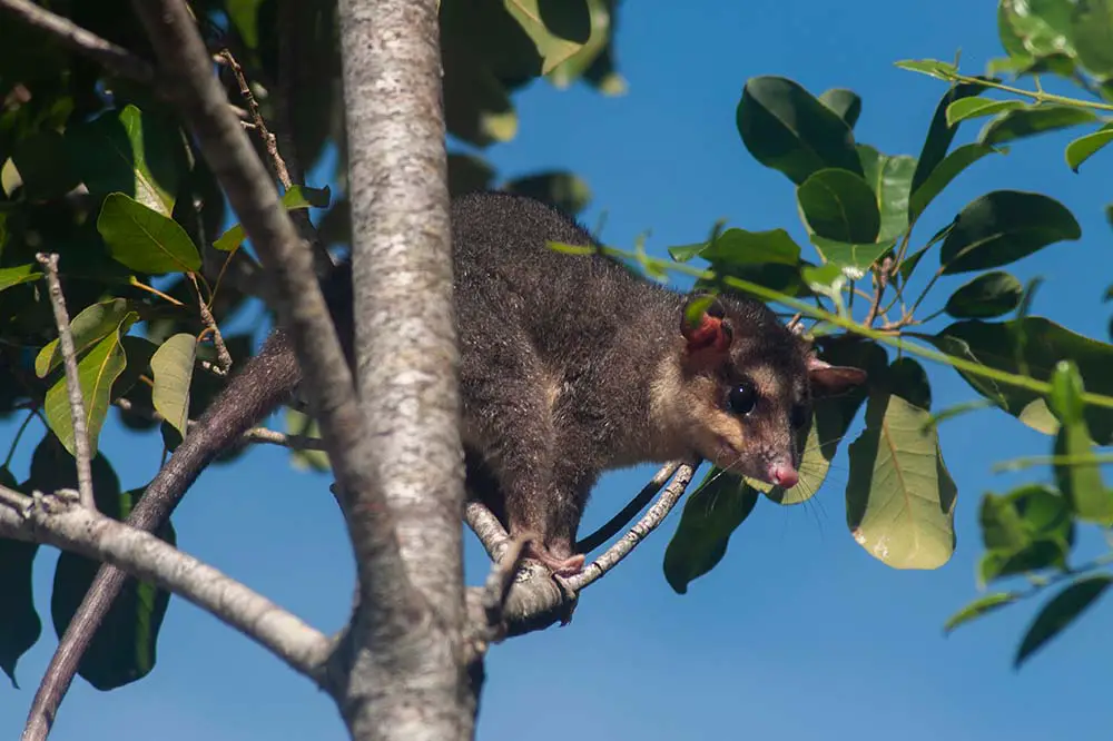 Gray four-eyed opossum