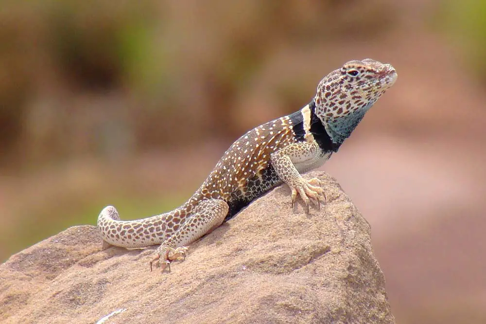 Great Basin Collared Lizard