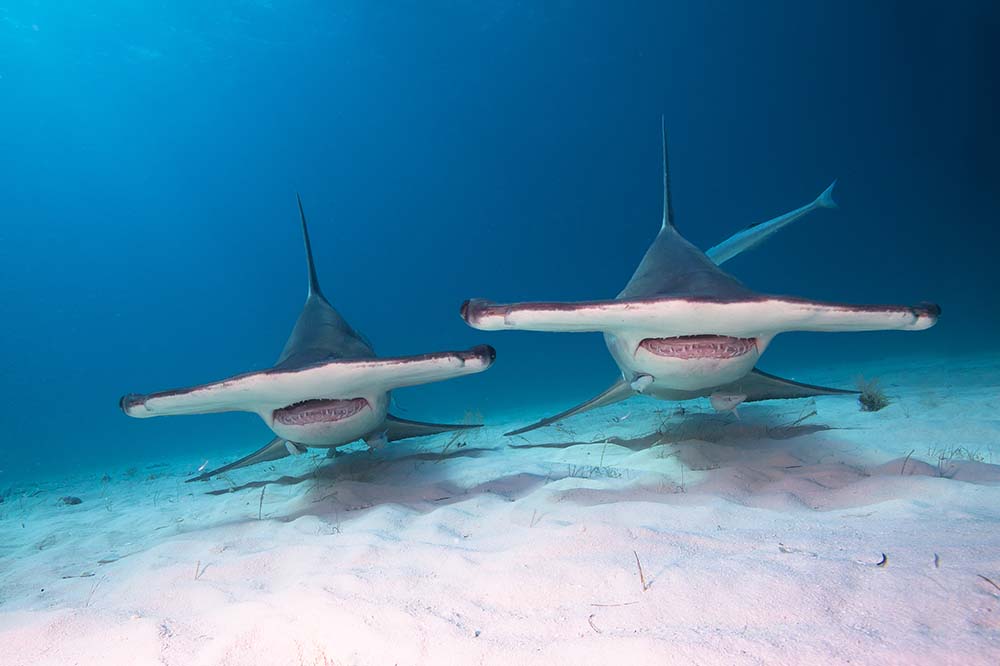 Hammerhead sharks