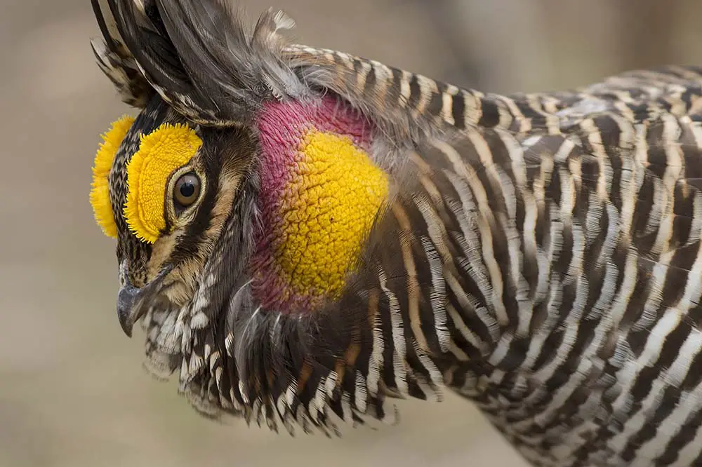 Greater Prairie Chicken