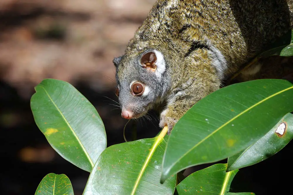 Green ringtail possum