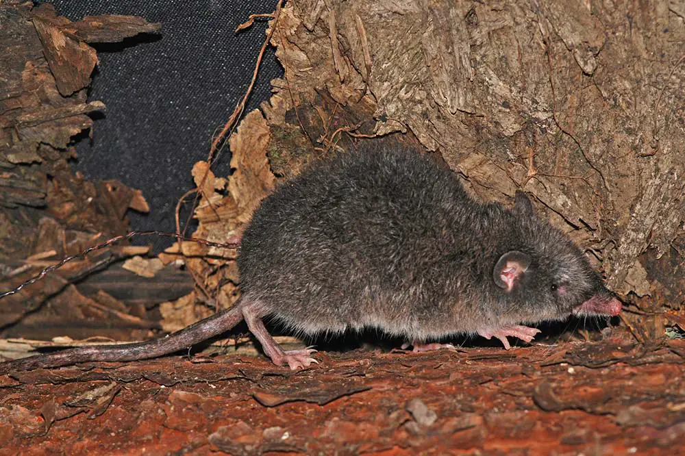 Grey Bellied Shrew Opossum