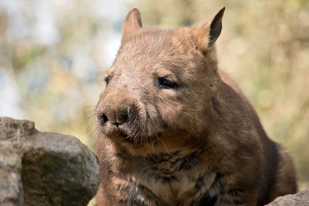 Hairy nosed wombat