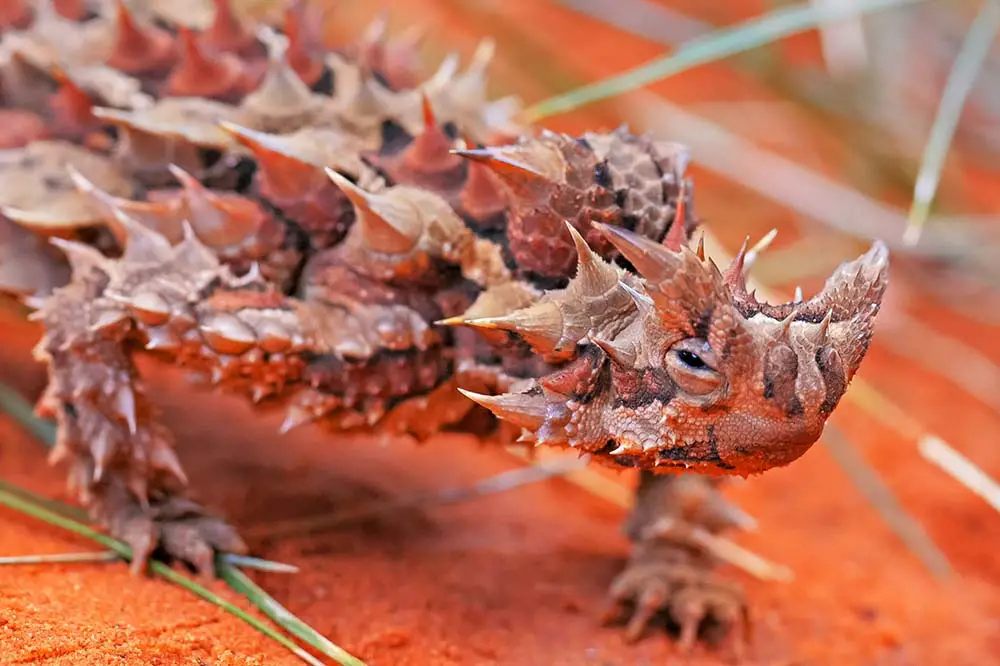 Thorny devil