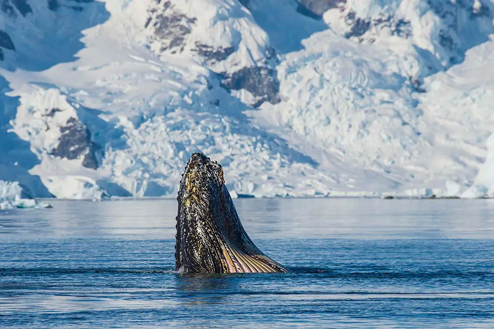 Humpback Whale Feeding on Krill