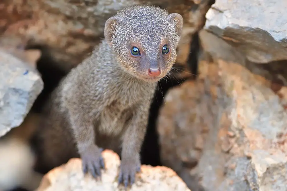 Indian Mongoose