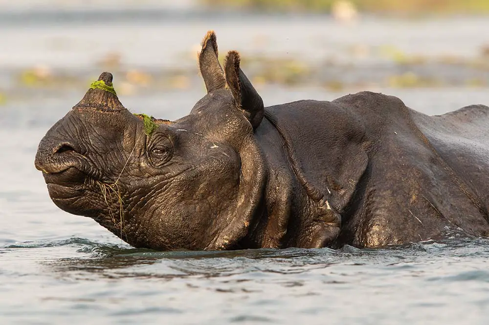 Indian One Horned Rhino in Nepal