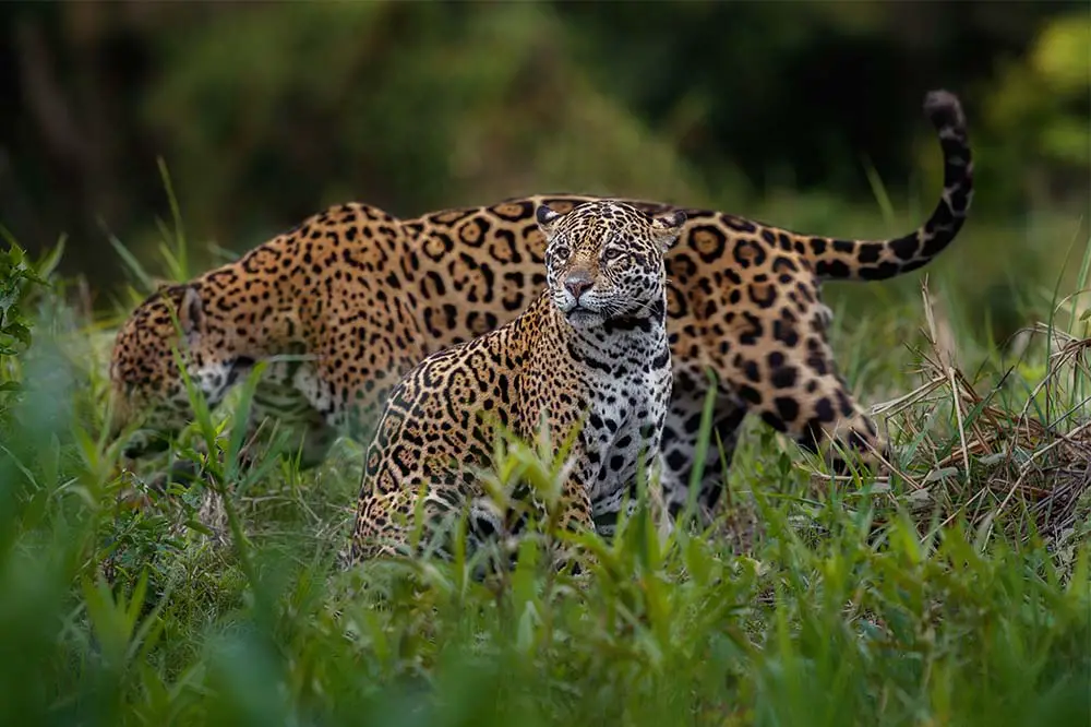 Jaguars in the Pantanal