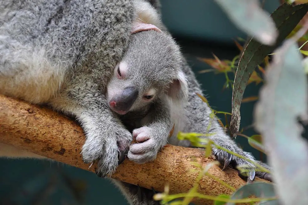 Koala joey in Australia
