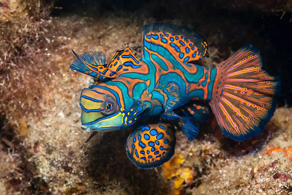 Mandarin fish