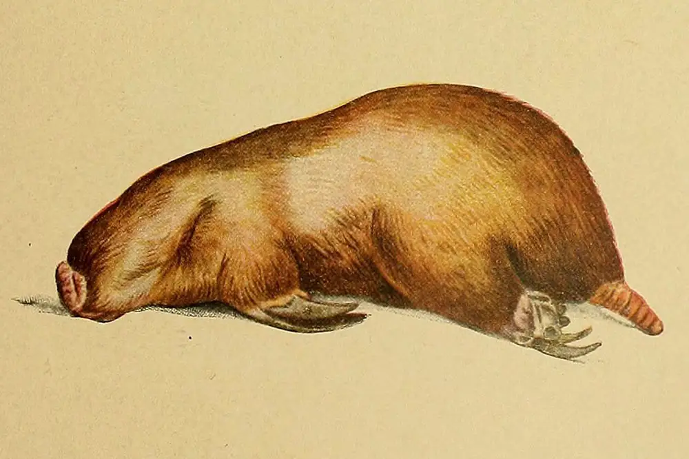 Marsupial Mole