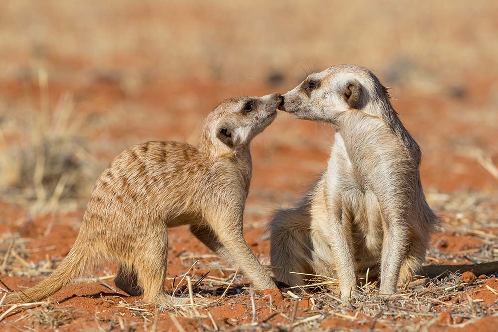 Meerkats playing on the sand, Kalahari desert, Namibia