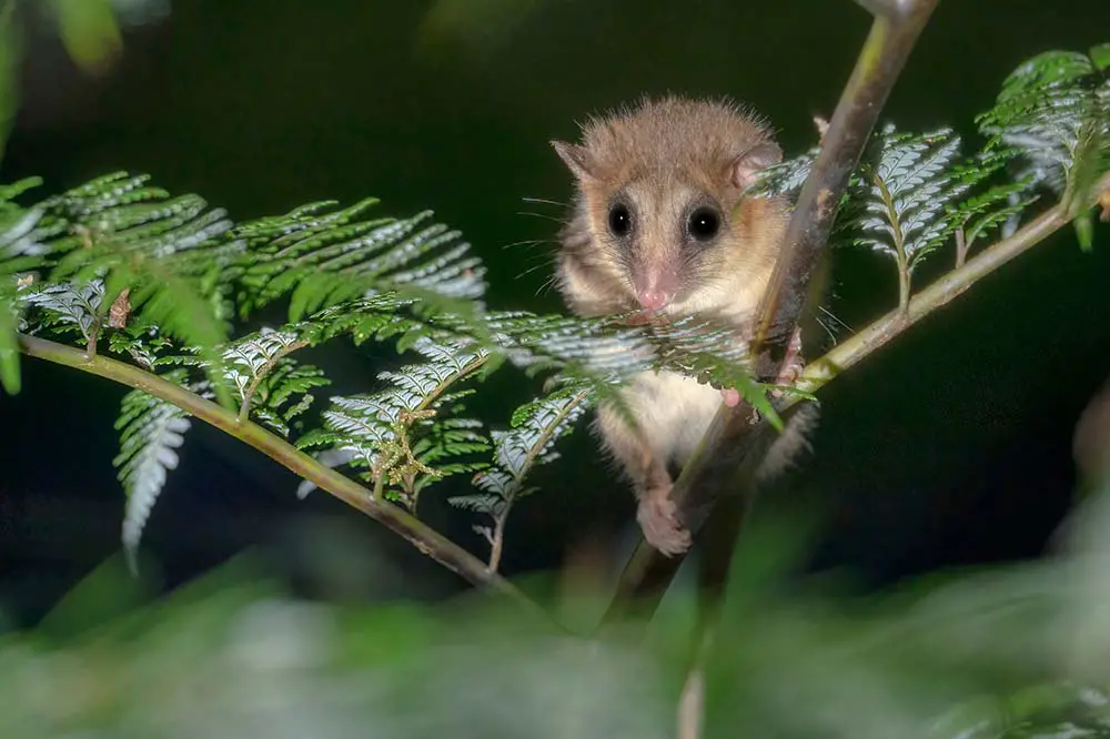 Monito del Monte