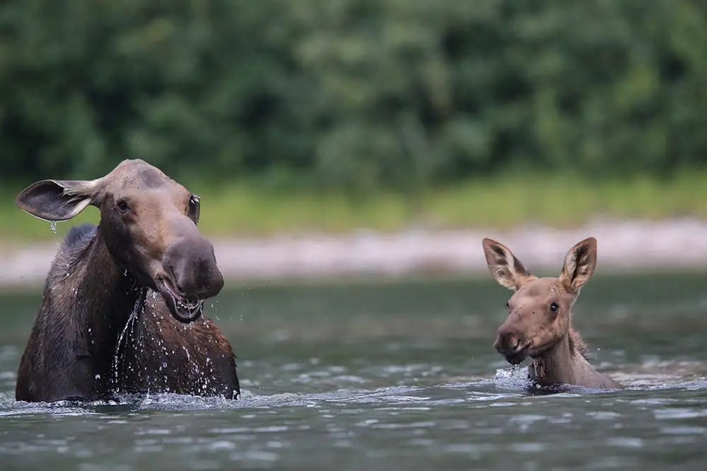 Moose Cow and calf in Glacier National Park in Montana