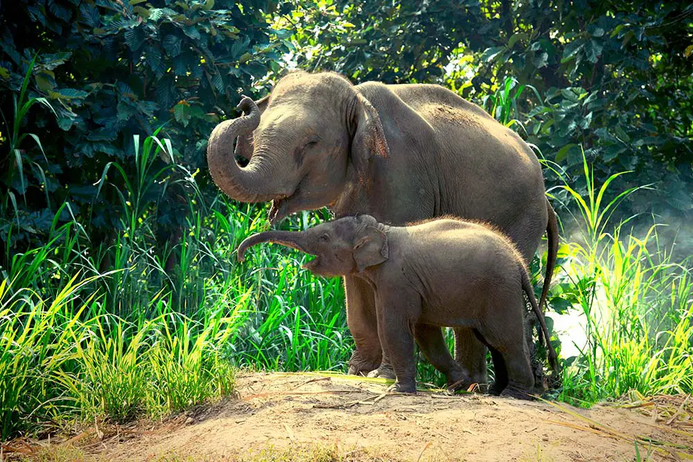 Mother elephant with baby