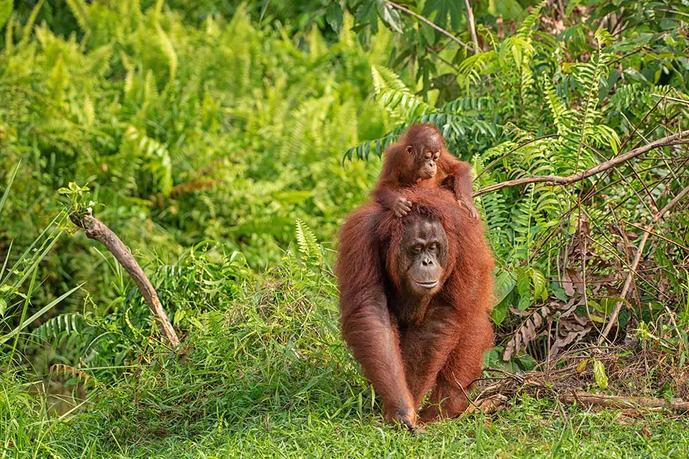 Mother orangutan with baby