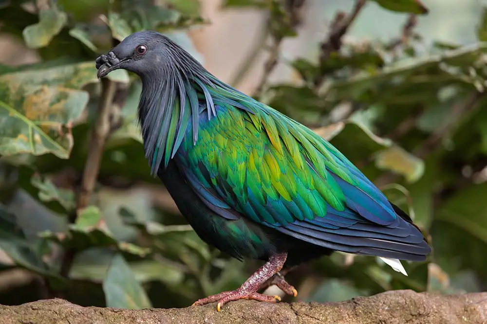 Nicobar pigeon