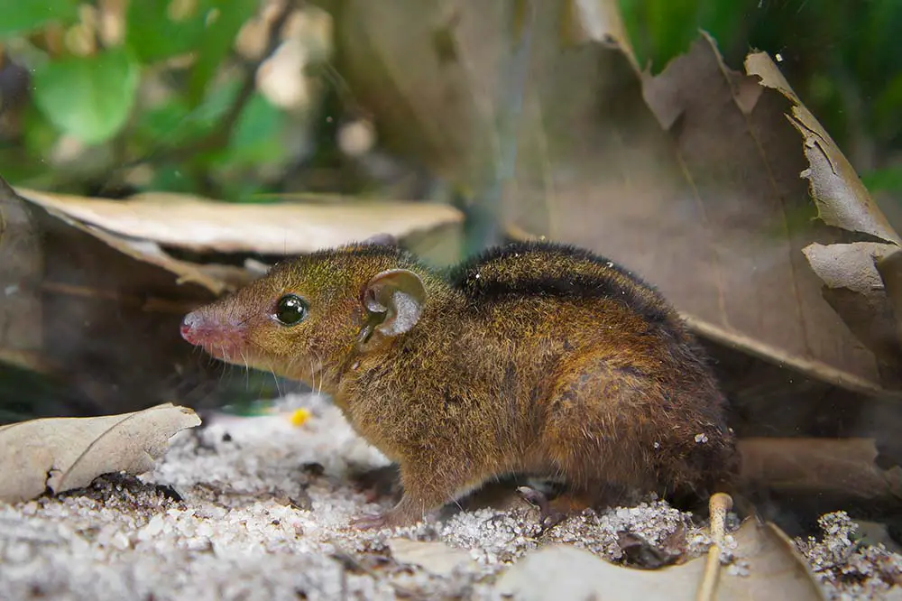 Northern Three-striped Opossum