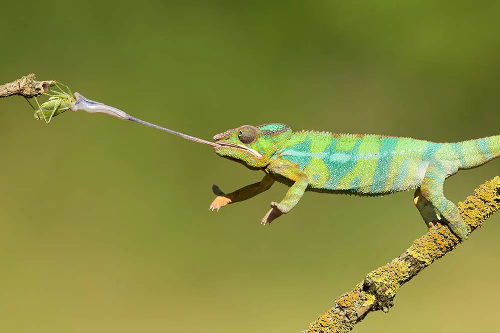 Panther chameleon in Madagascar