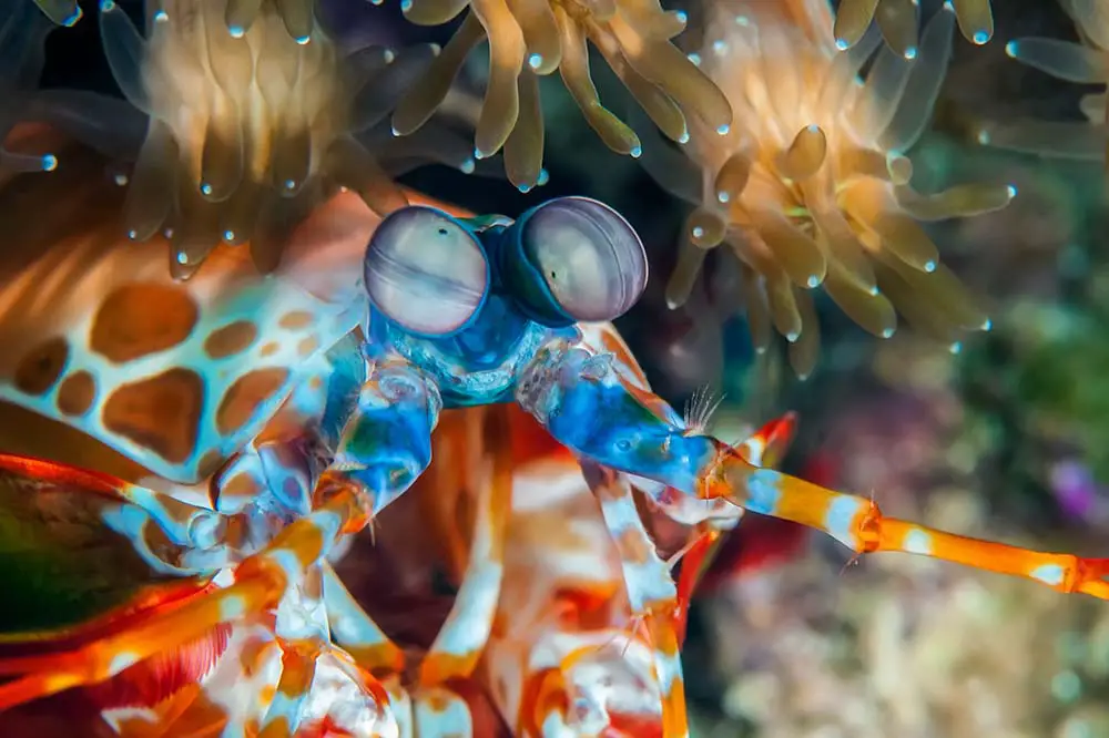 Peacock Mantis Shrimp