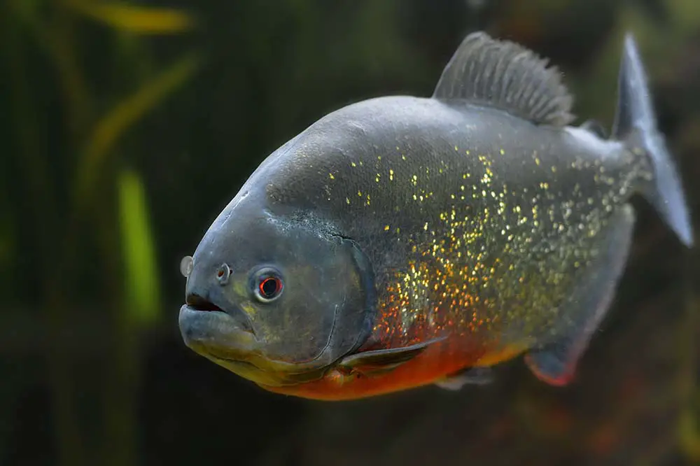 Piranha Close Up