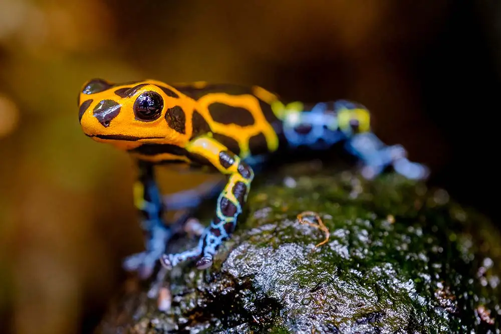 Ranitomeya imitator in eastern Peru